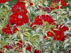 Alstroemeria 'Little Miss Zoe' - Variegated Peruvian Lily -Plant Garden World alstro rnr hi v1 scaled