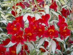 Alstroemeria 'Little Miss Zoe' - Variegated Peruvian Lily -Plant Garden World alstro rnr hi v2 scaled