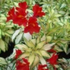 Alstroemeria 'Little Miss Zoe' - Variegated Peruvian Lily