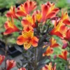 Alstroemeria Indian Summer - Hardy Peruvian Lily