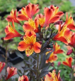 Alstroemeria Indian Summer - Hardy Peruvian Lily