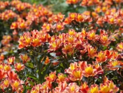 Alstroemeria Indian Summer - Hardy Peruvian Lily -Plant Garden World alstroemeria indian summer 1 2