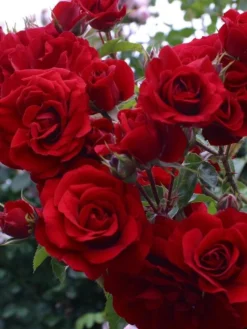 Large 6-7ft Climbing Rose Amadeus -Plant Garden World amadeus rose