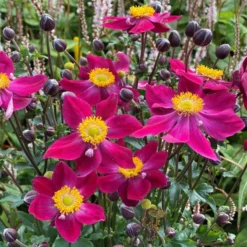 Anemone Fantasy 'Ariel' - Japanese Anemone - Windflower