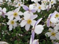 Anemone Elfin Swan - Wind Flower Or Japanese Anemone -Plant Garden World anemone elfin swan2
