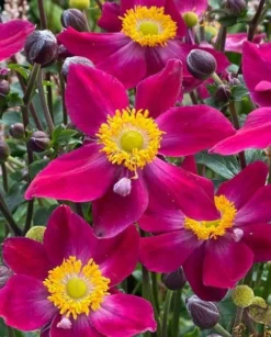 Anemone Fantasy 'Ariel' - Japanese Anemone - Windflower -Plant Garden World anemone fantasy ariel 1