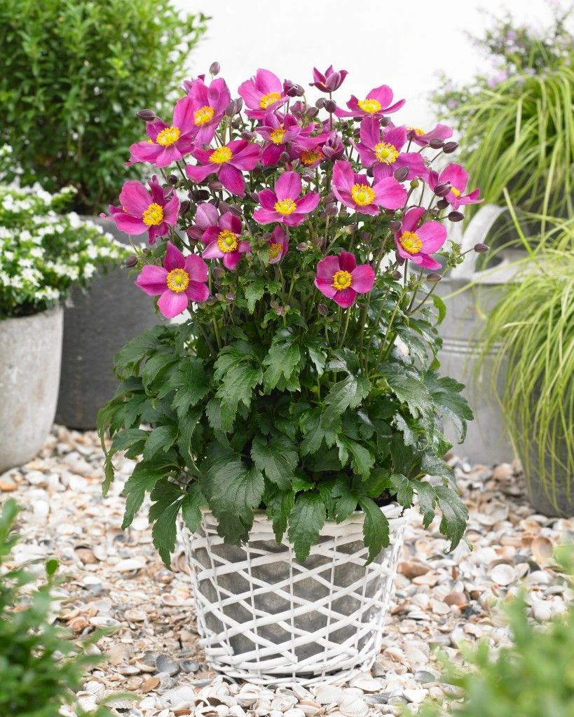 Anemone Hupehensis 'Red Riding Hood' - Japanese Anemone - Windflower 2 Anemone Hupehensis 'Red Riding Hood' - Japanese Anemone - Windflower - Image 2