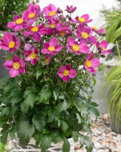 Anemone Hupehensis 'Red Riding Hood' - Japanese Anemone - Windflower 7 Anemone Hupehensis 'Red Riding Hood' - Japanese Anemone - Windflower -Plant Garden World anemone fantasy red riding hood3