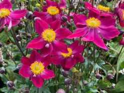 Anemone Fantasy 'Ariel' - Japanese Anemone - Windflower -Plant Garden World anemone fantasy serie ariel