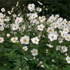 Anemone Honorine Jobert - Japanese Anemone In Bud & Bloom -Plant Garden World anemone honorine jobert750x750 1