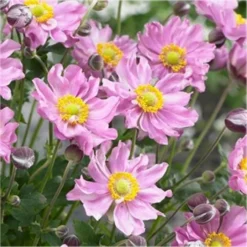 Anemone Hybrida Pocahontas - Japanese Anemone Windflower -Plant Garden World anemone pocahontas750x750
