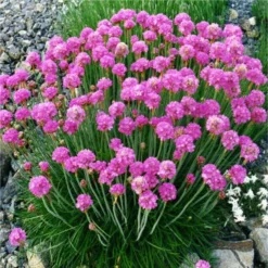 Armeria Maritima Splendens - Sea Thrift Plants - Pack Of FOUR