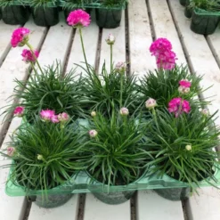 Armeria Maritima Splendens - Sea Thrift Plants - Pack Of FOUR -Plant Garden World armeria pink 6pk