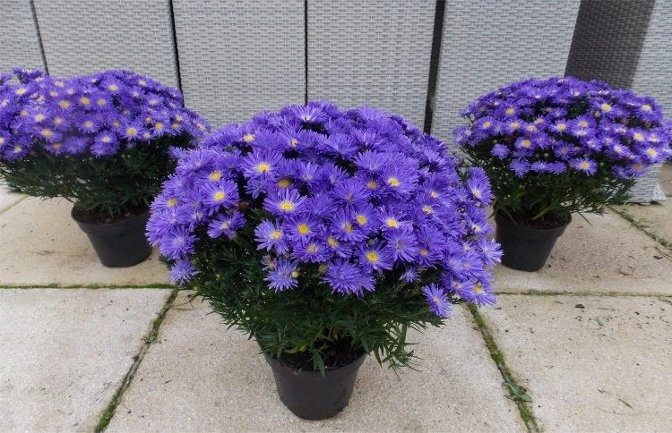 Michaelmas Daisy - SAPPHIRE BLUE - Pack Of THREE Flowering Aster Plants 1 Michaelmas Daisy - SAPPHIRE BLUE - Pack Of THREE Flowering Aster Plants