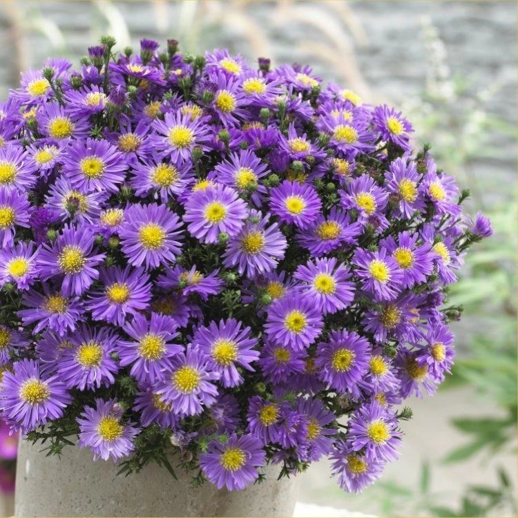 Michaelmas Daisy - SAPPHIRE BLUE - Pack Of THREE Flowering Aster Plants 2 Michaelmas Daisy - SAPPHIRE BLUE - Pack Of THREE Flowering Aster Plants - Image 2