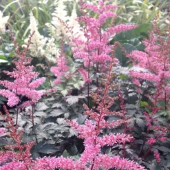 Astilbe Key West