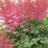 Astilbe Chinensis Chocolate Cupcake - Pack Of FIVE Bare Root