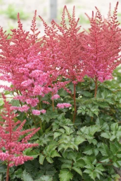 Astilbe Chinensis Chocolate Cupcake - Pack Of FIVE Bare Root