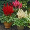 Astilbe Collection - Pack Of THREE Plants