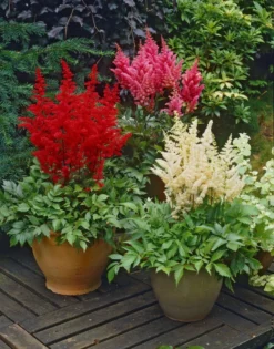 BULK PACK - Astilbe Collection - Pack Of TEN Plants