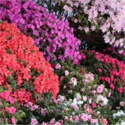 SPECIAL DEAL - Rainbow Azalea Japonica Collection - Evergreen Japanese Azaleas - Pack Of THREE Plants -Plant Garden World azalea japonica collection750x750