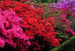 SPECIAL DEAL - Rainbow Azalea Japonica Collection - Evergreen Japanese Azaleas - Pack Of THREE Plants -Plant Garden World azalea japonica mix1