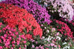 SPECIAL DEAL - Rainbow Azalea Japonica Collection - Evergreen Japanese Azaleas - Pack Of THREE Plants -Plant Garden World azalea japonica mix2