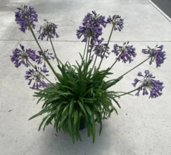 Agapanthus Poppin Purple - Lily Of The Nile - XXXL Plants -Plant Garden World b663636b e6d3 4b9c 9948 ca7b41c54ce6
