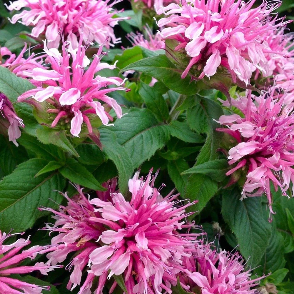 Monarda Didyma Balmy Pink - Bee Balm 1 Monarda Didyma Balmy Pink - Bee Balm