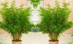 Pair Of Fargesia - Clumping Umbrella Fountain Bamboo Plants