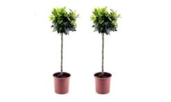Pair Of 80-100cm Tall Standard Bay Trees - Laurus Nobilis -Plant Garden World bay tree pair 1000x600 4