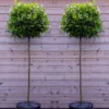 A Pair Of Large Standard Bay Trees (Laurus Nobilis) Circa 150cm Tall