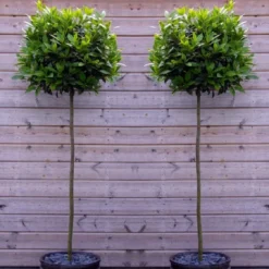 A Pair Of Large Standard Bay Trees (Laurus Nobilis) Circa 150cm Tall