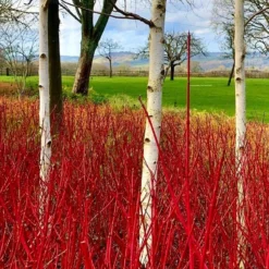 Betula Utilis Jacmontii 'Snow Queen' - West Himalayan Birch Tree - 150 To 180cms -Plant Garden World betula red dogwood3