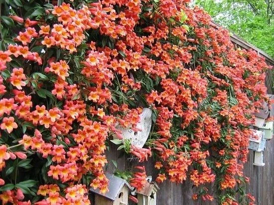 Bignonia Capreolata Tangerine Beauty - Crossvine - Circa 140-160cm 2 Bignonia Capreolata Tangerine Beauty - Crossvine - Circa 140-160cm - Image 2