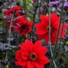 Dahlia Bishop Of Llandaff - Red Flowering Bronze Leaved Dahlia Plant