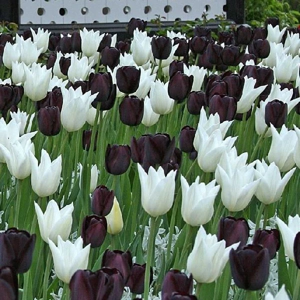 Designer Black & White Tulip Collection - 'Monochrome' - 25 Bulbs 2 Designer Black & White Tulip Collection - 'Monochrome' - 25 Bulbs - Image 2