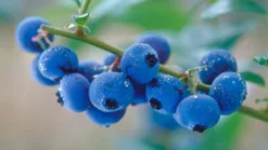 Blueberry Plants (Vaccinium Corybosum) For The Patio Or Garden - Pack Of THREE Plants 7 Blueberry Plants (Vaccinium Corybosum) For The Patio Or Garden - Pack Of THREE Plants -Plant Garden World blueberry1