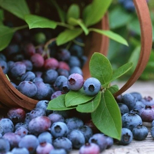 Blueberry Plants (Vaccinium Corybosum) For The Patio Or Garden - Pack Of THREE Plants 1 Blueberry Plants (Vaccinium Corybosum) For The Patio Or Garden - Pack Of THREE Plants