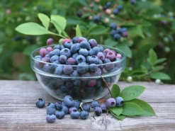 Blueberry Plants (Vaccinium Corybosum) For The Patio Or Garden - Pack Of THREE Plants 6 Blueberry Plants (Vaccinium Corybosum) For The Patio Or Garden - Pack Of THREE Plants -Plant Garden World blueberry4