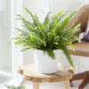 Nephrolepis Boston Fern - LARGE Plant With Contemporary White Pot