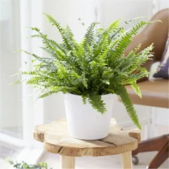 Nephrolepis Boston Fern - LARGE Plant With Contemporary White Pot
