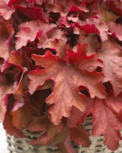 Handsome Heuchera Collection - Pack Of FOUR Evergreen Plants -Plant Garden World boysenberry heuchera 1