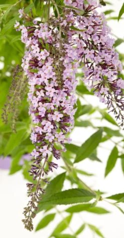 Wisteria Lane Butterfly Bush - Masses Of Flowers - Beautiful New Buddleia Plant -Plant Garden World buddleia wisteria lane flowers1 1 1