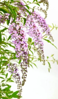 Wisteria Lane Butterfly Bush - Masses Of Flowers - Large Specimen Buddleia Plant 7 Wisteria Lane Butterfly Bush - Masses Of Flowers - Large Specimen Buddleia Plant -Plant Garden World buddleia wisteria lane flowers2