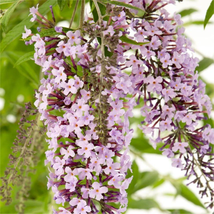 Wisteria Lane Butterfly Bush - Masses Of Flowers - Large Specimen Buddleia Plant 2 Wisteria Lane Butterfly Bush - Masses Of Flowers - Large Specimen Buddleia Plant - Image 2