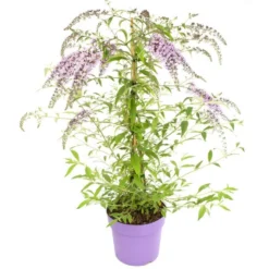 Wisteria Lane Butterfly Bush - Masses Of Flowers - Large Specimen Buddleia Plant
