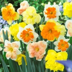 Daffodil Butterfly Mix - Pack Of 20 Bulbs