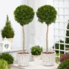 PAIR Of Topiary Evergreen Buxus Lollipop Standard Trees - Stylish Contemporary Box Ball Lollipop Trees 80-100cm