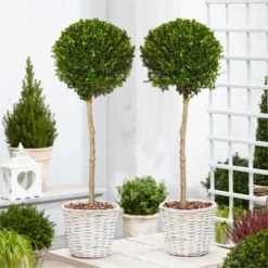 PAIR Of Topiary Evergreen Buxus Lollipop Standard Trees - Stylish Contemporary Box Ball Lollipop Trees 80-100cm